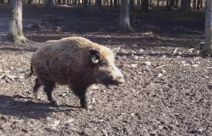 African swine fever has been confirmed in the Czech Republic. Extraordinary measures apply