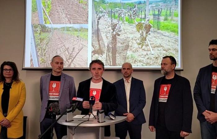 Damage after the frost is 2.1 billion, the winegrowers calculated