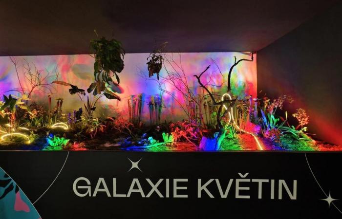 Photos and video: Flora Olomouc 2024 invites you to the Galaxy of Flowers. You will see this this year