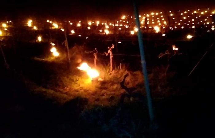 Hundreds of burning candles helped the winegrowers save the grape harvest