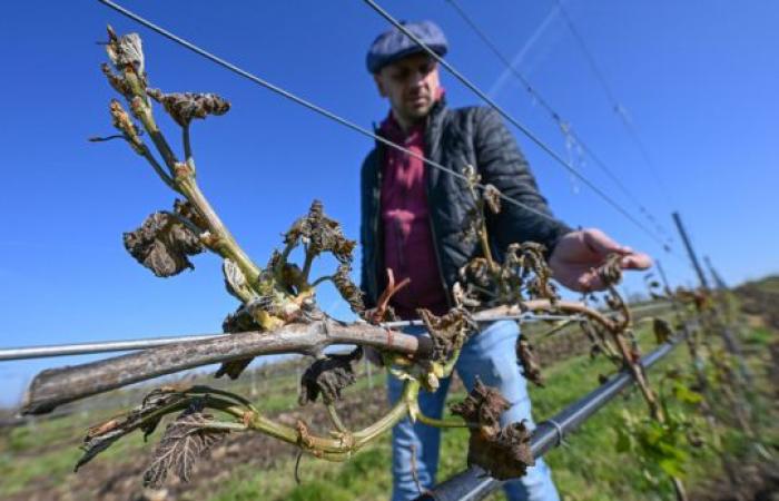 Damage to vineyards in the Czech Republic exceeded two billion crowns, winemakers said