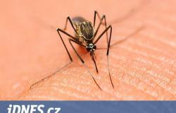 In the Czech Republic, the number of infected with malaria is increasing, people bring the disease with them from vacations