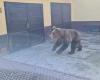 Another encounter with a bear in Slovakia. The man saved himself by jumping into the cemetery