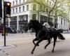 Horse spooked in the streets of London: They were frightened by the noise from the construction, now they are in danger of death