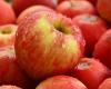 Fruit growers lost thousands of tons of apples. We haven’t experienced that, they say