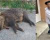 If they hadn’t shot him, he would have killed me, says the man attacked by the wild boar