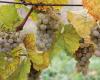 Winegrowers calculated the damage caused by the frost at 2.1 billion