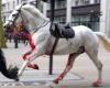 Two horses that went on a rampage in central London have undergone operations and are in a serious condition