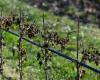 According to winemakers, damage to vineyards in the Czech Republic exceeded two billion crowns