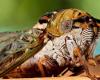 Americans are scared because of strange sirens. The cicada apocalypse is to blame