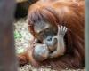 The Prague Zoo is celebrating. A rare Sumatran orangutan was born