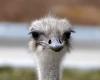 The death of a popular ostrich has devastated a Kansas zoo. She swallowed the keys she stole from the employee
