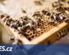 Weather fluctuations threaten bee colonies, the hornet is also feared. However, honey prices remain