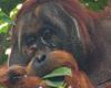 The orangutan excited the scientists. He treated the open wound with a medicinal plant