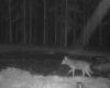 Two wolves were caught by camera traps in the Pilsen region. Watch out for dogs, local hunters warn