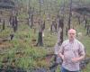 The forest in Bohemian Switzerland recovers quickly after the fire, birch dominates