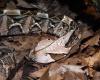Venomous snakes are likely to migrate en masse due to global warming