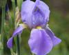 Mendel University invites you to a flood of irises. Due to the warm weather this year exceptionally three weeks earlier