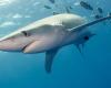 A blue shark swam into the popular Menorca resort