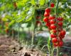 Vegetables you should never plant near tomatoes. You will not see the harvest