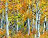 Before it was a weed, today the aspen helps restore forests | iRADIO