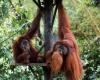 Malaysia prepares orangutan diplomacy | iRADIO