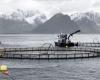 Icelanders protest against salmon farming in cruel conditions | iRADIO